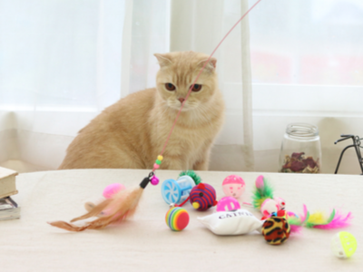 Cat looking at various toys on a table