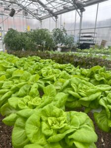 Green plants and trees in a greenhouse.